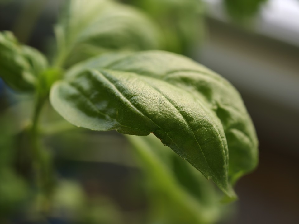 Oppo Find X9 Pro Kamera Makro