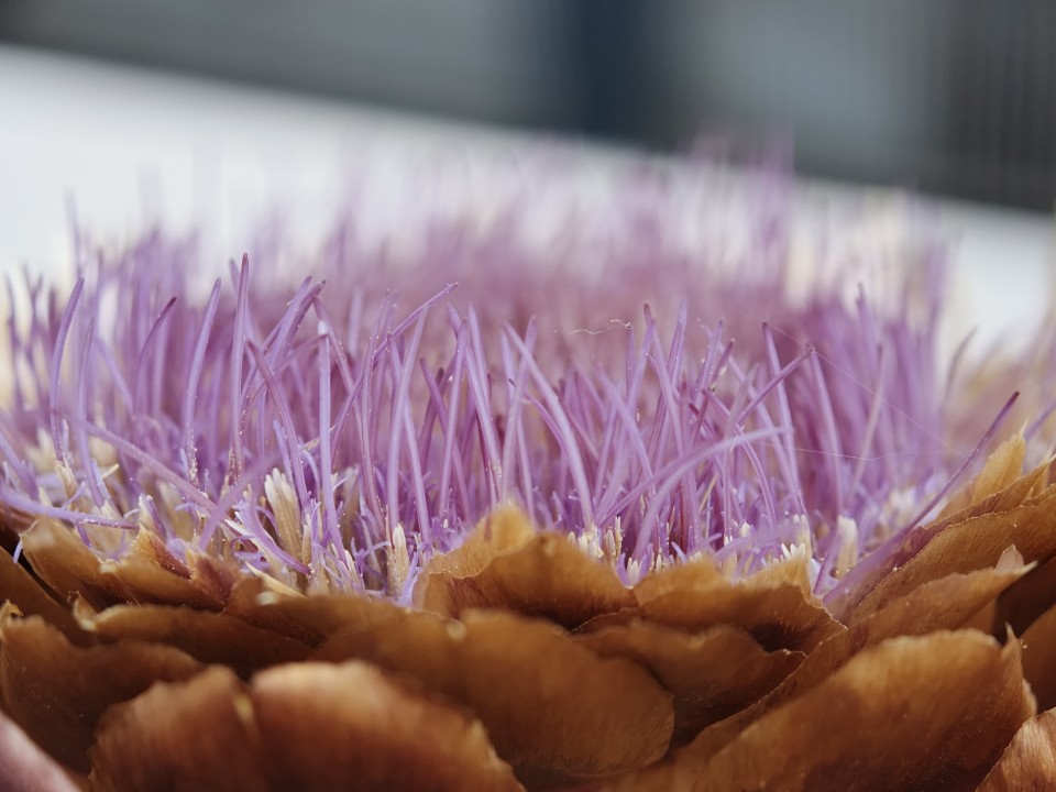 Oppo Find X9 Pro Kamera Makro