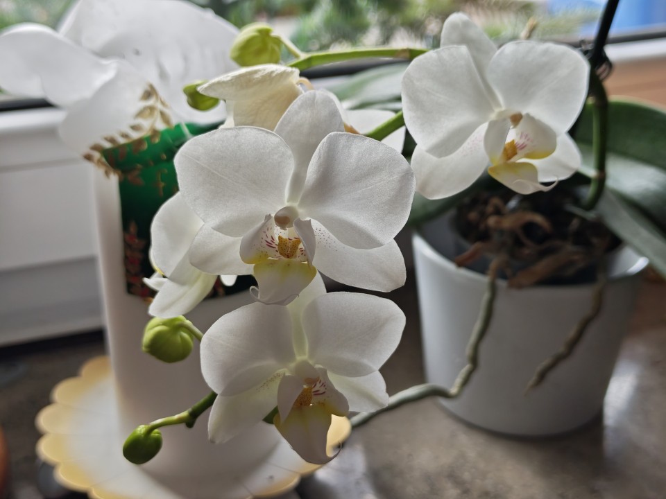 Poco F8 Pro Kamera Haupt Digitalzoom