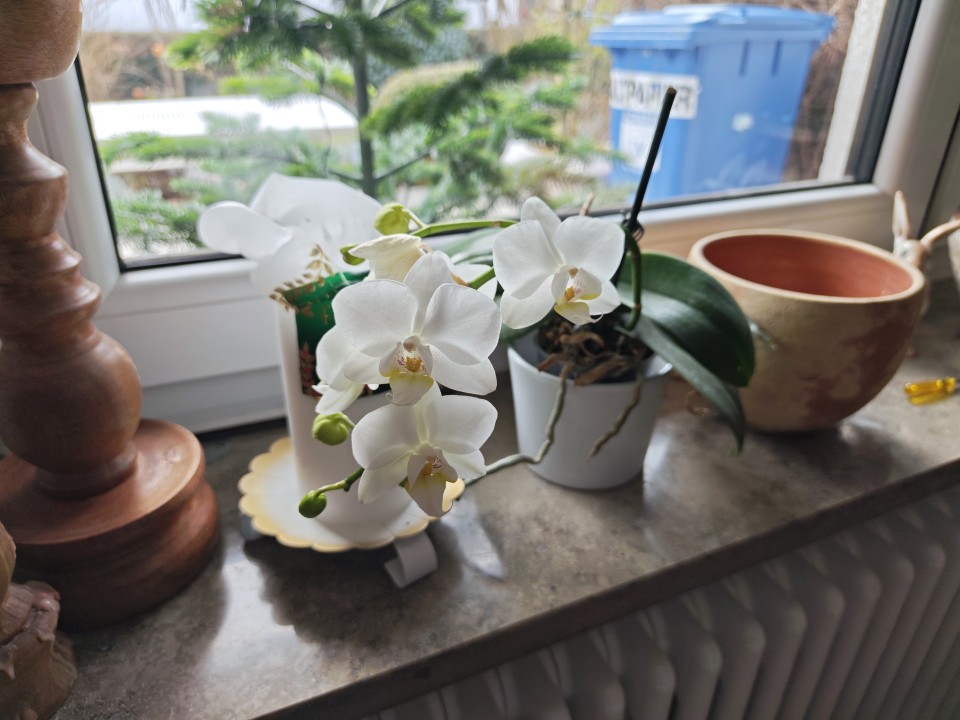 Poco F8 Pro Kamera Haupt 50MP Modus