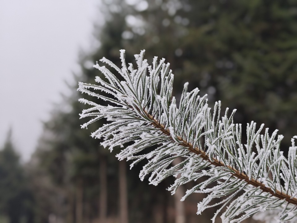 Poco F8 Pro Kamera Portrait