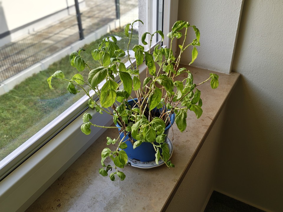 Motorola Edge 70 Kamera Portrait