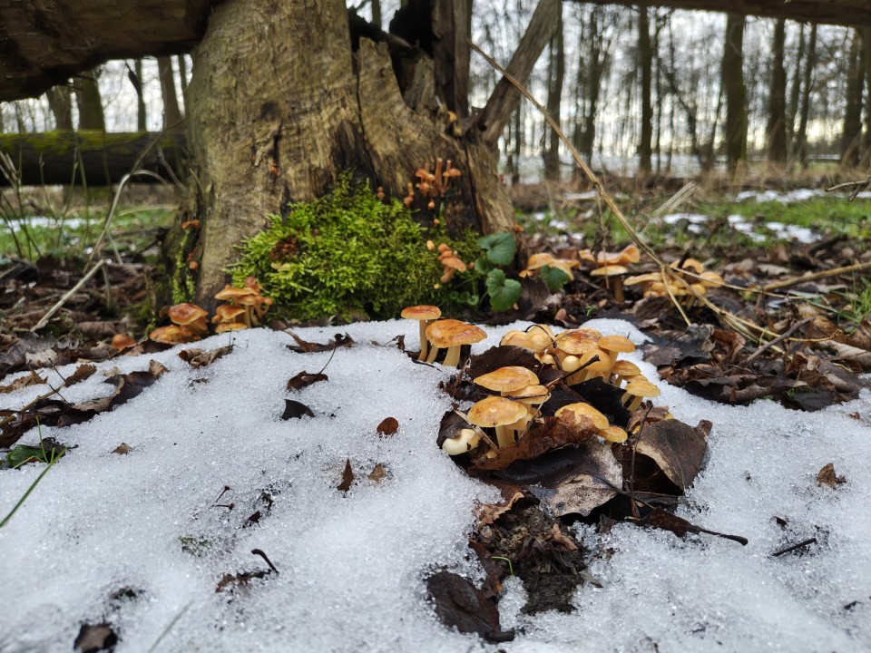 Motorola Edge 70 Kamera Tag 12MP