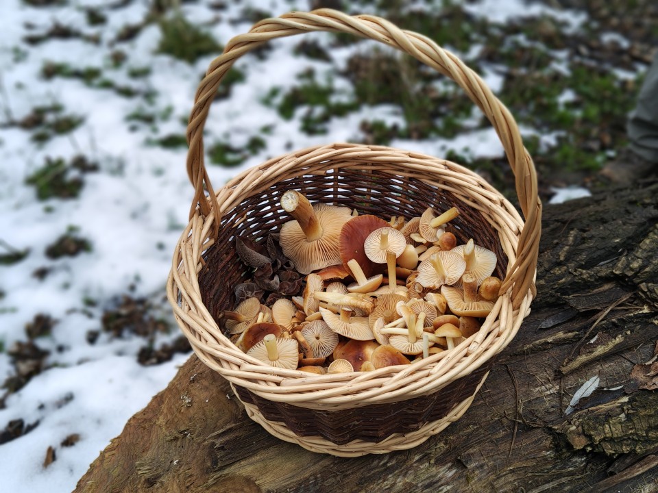 Motorola Edge 70 Kamera Portrait