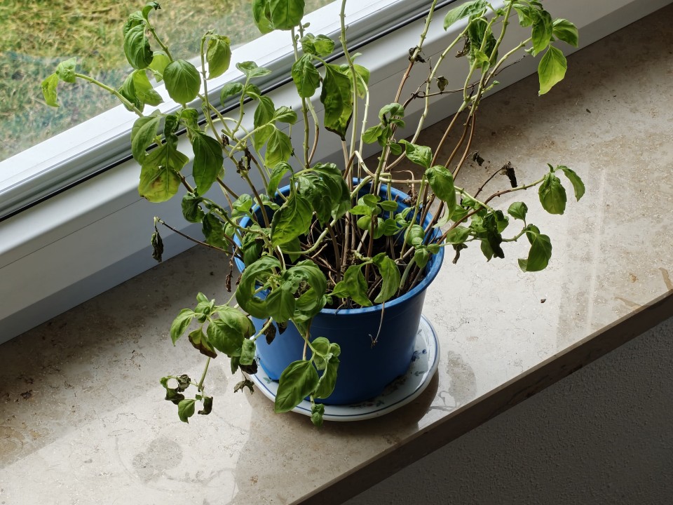 OnePlus 15 Kamera Tele Digitalzoom