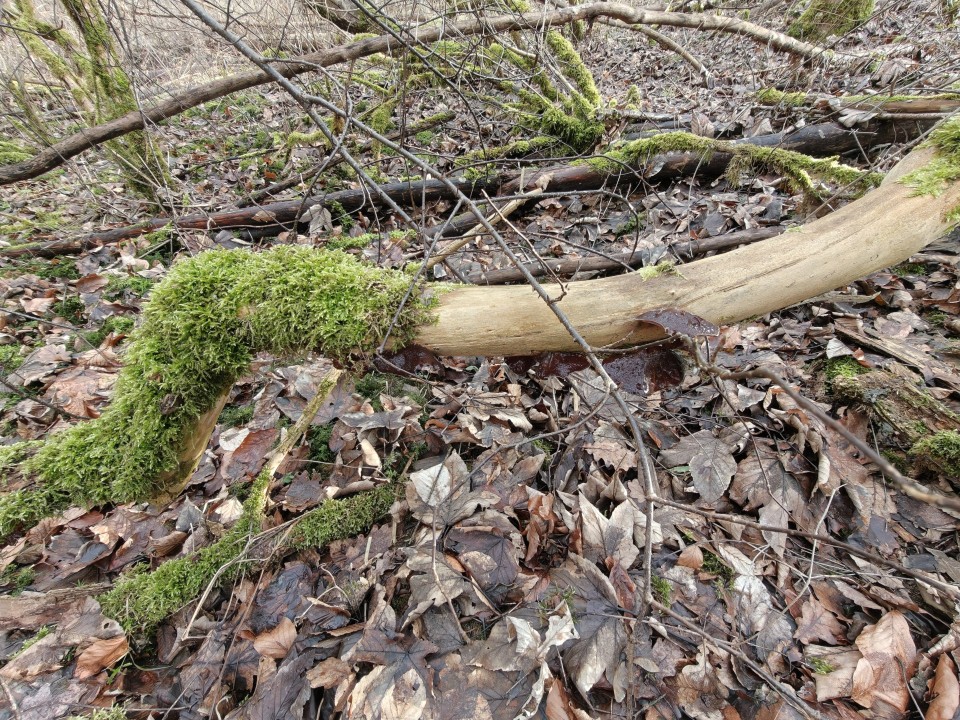 OnePlus 15 Kamera Ultrawide Tag 12MP