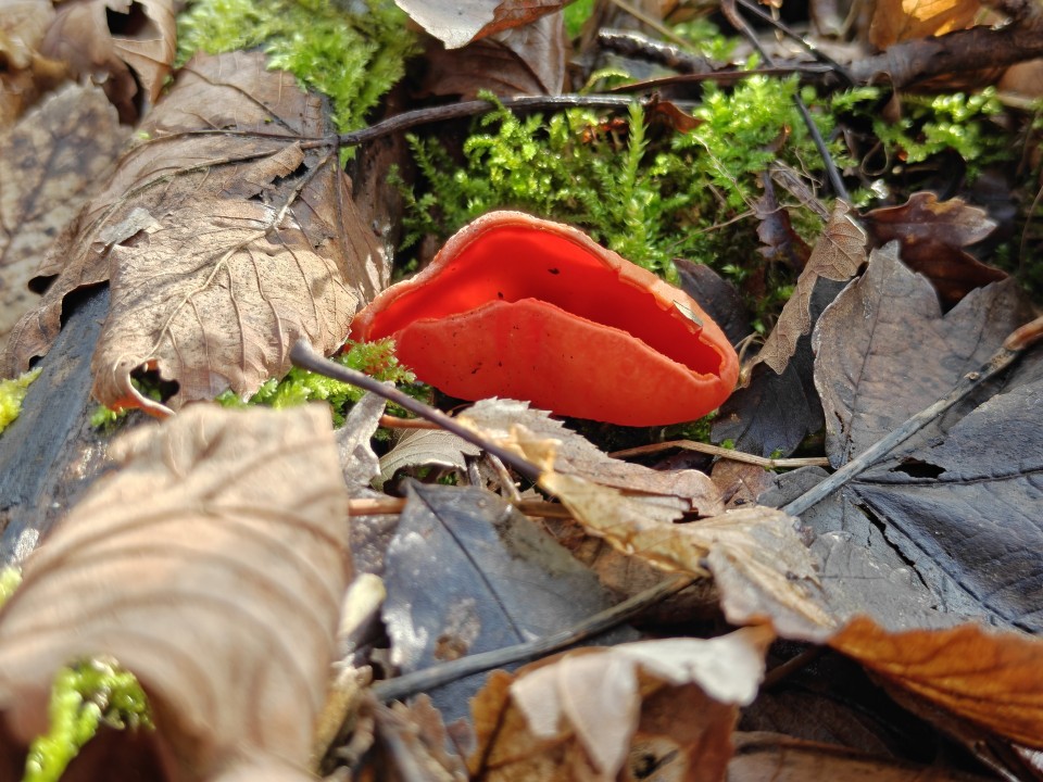 OnePlus 15 Kamera Haupt Digitalzoom