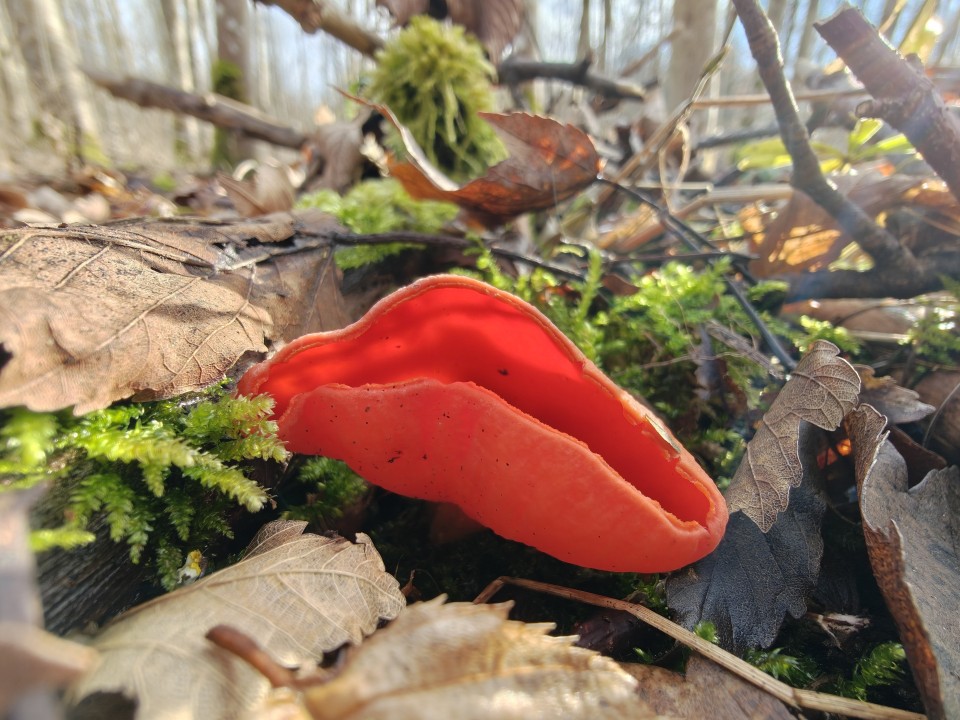 OnePlus 15 Kamera Tele Digitalzoom