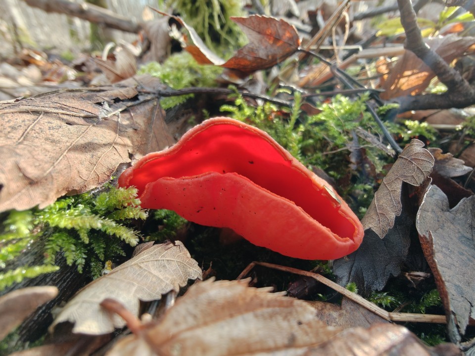 OnePlus 15 Kamera Makro