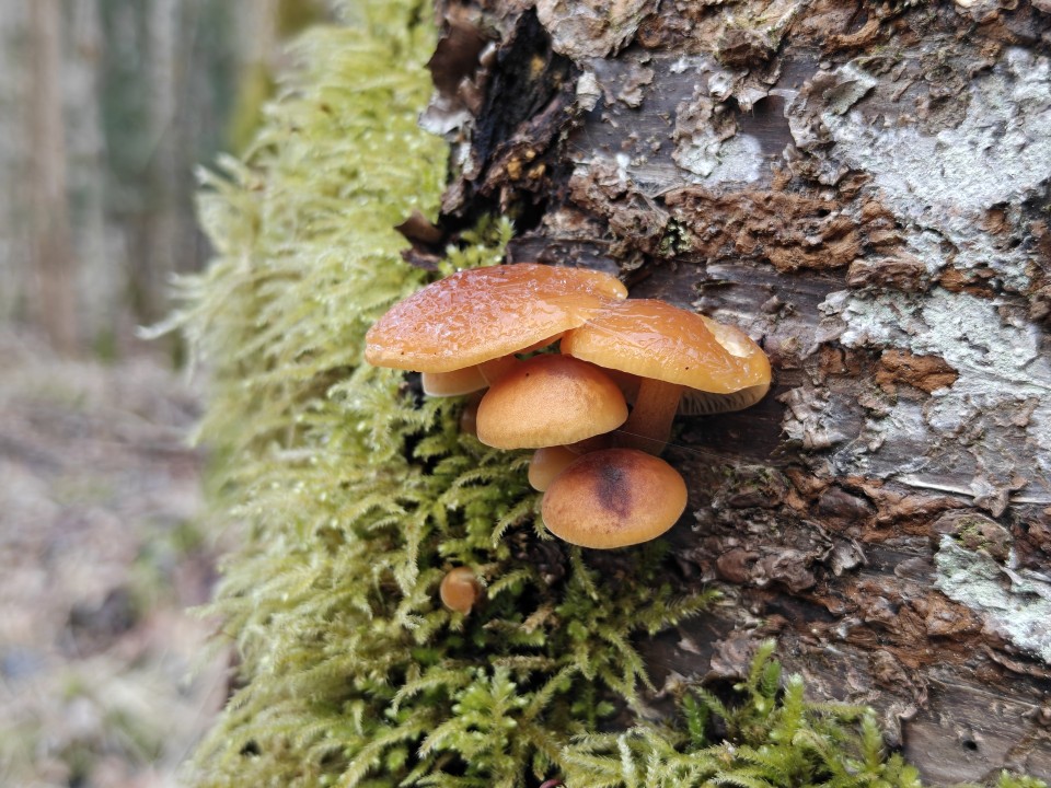 OnePlus 15 Kamera Haupt Digitalzoom