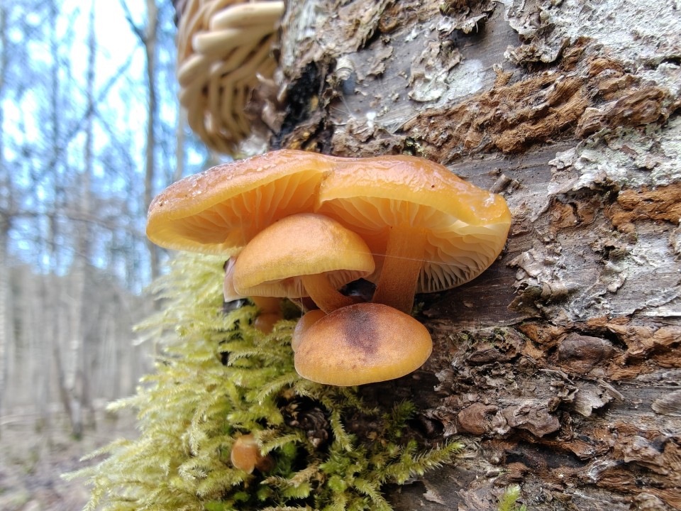 OnePlus 15 Kamera Makro