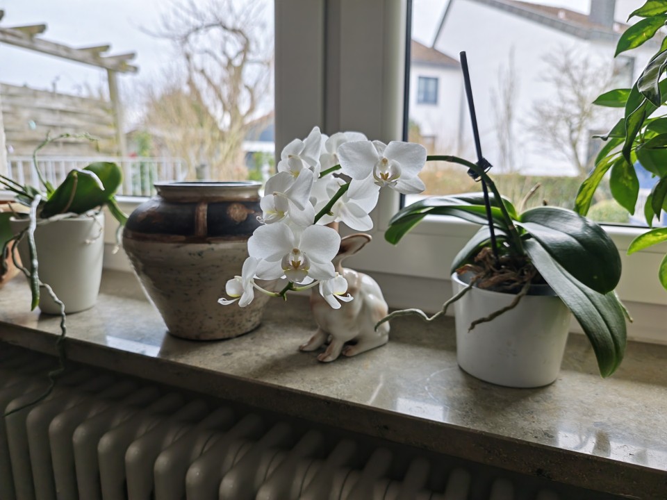 Honor Magic 8 Pro Kamera Haupt Tag 12MP