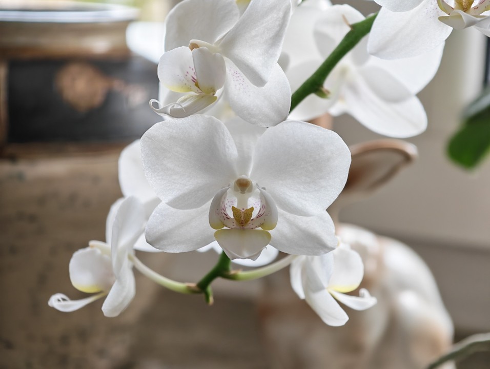 Honor Magic 8 Pro Kamera Tele Tag 12MP