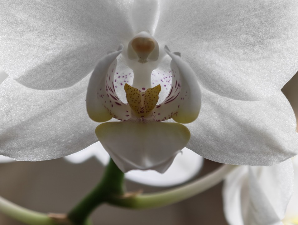 Honor Magic 8 Pro Kamera Makro