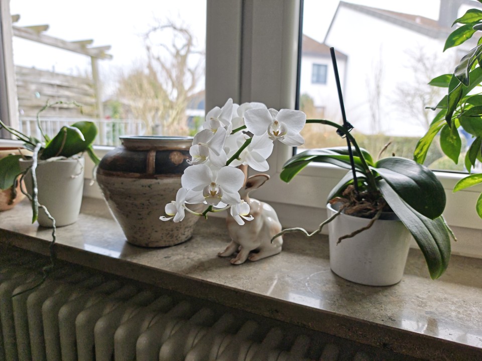 Honor Magic 8 Pro Kamera Haupt Tag 50MP