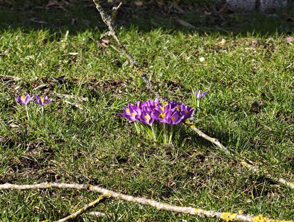 Honor Magic 8 Pro Kamera Tele Digitalzoom