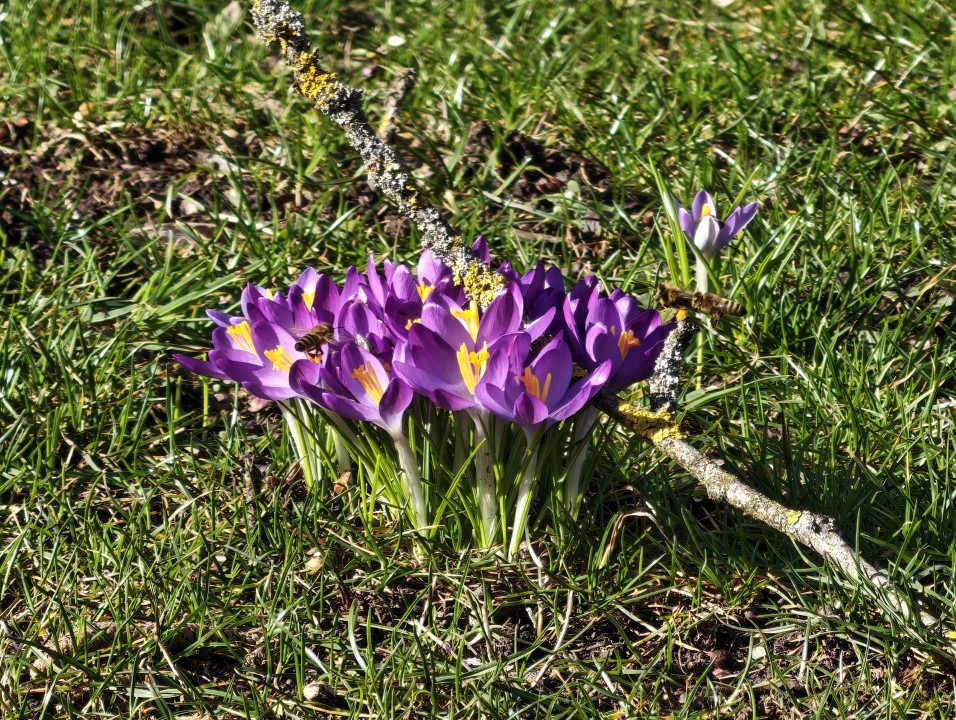 Honor Magic 8 Pro Kamera 20x Digitalzoom