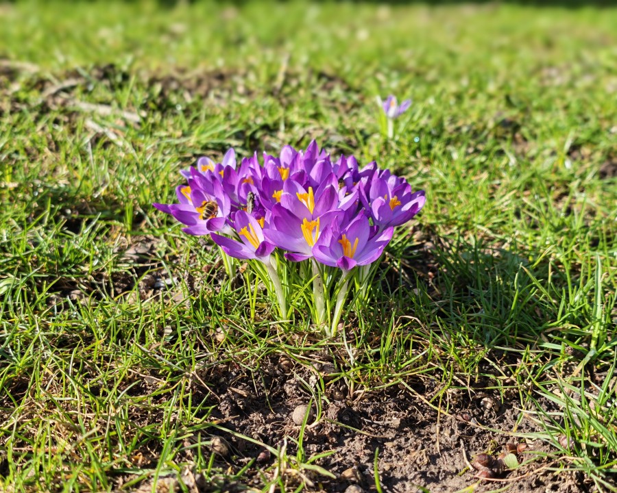 Honor Magic 8 Pro Kamera Portrait