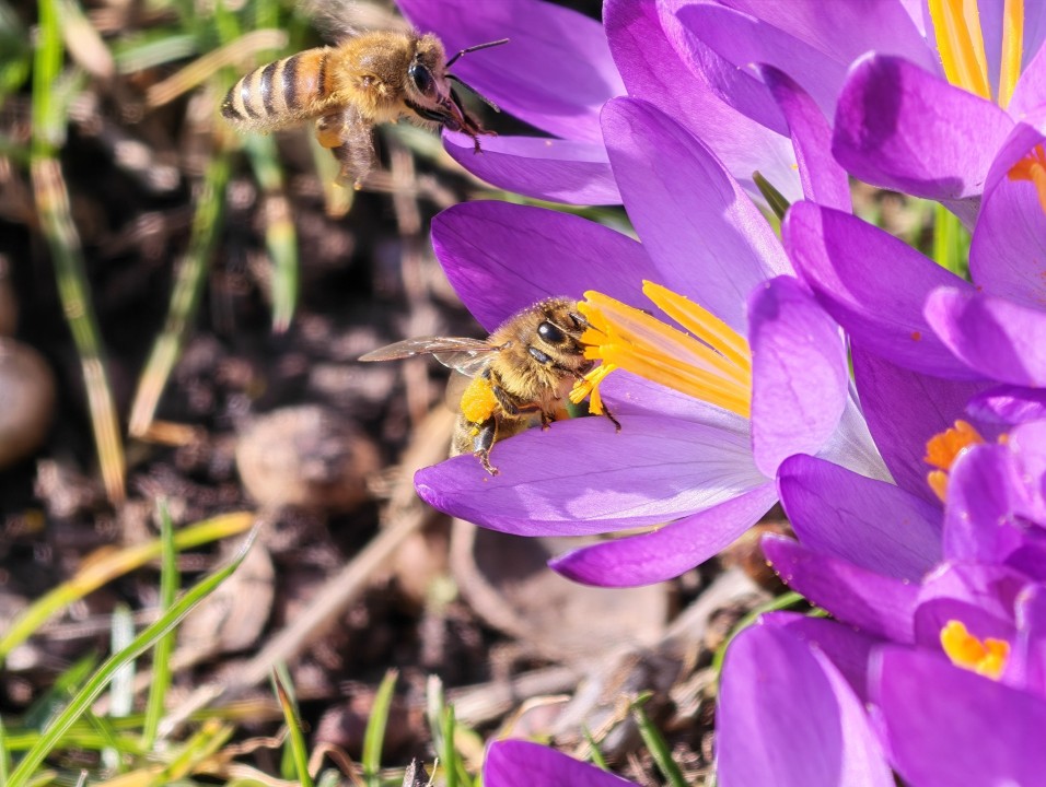 Honor Magic 8 Pro Kamera Makro