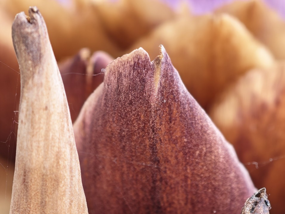 Honor Magic 8 Pro Kamera Makro