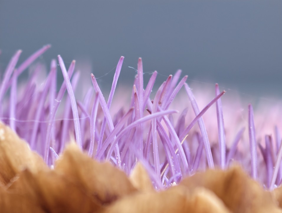 Honor Magic 8 Pro Kamera Makro