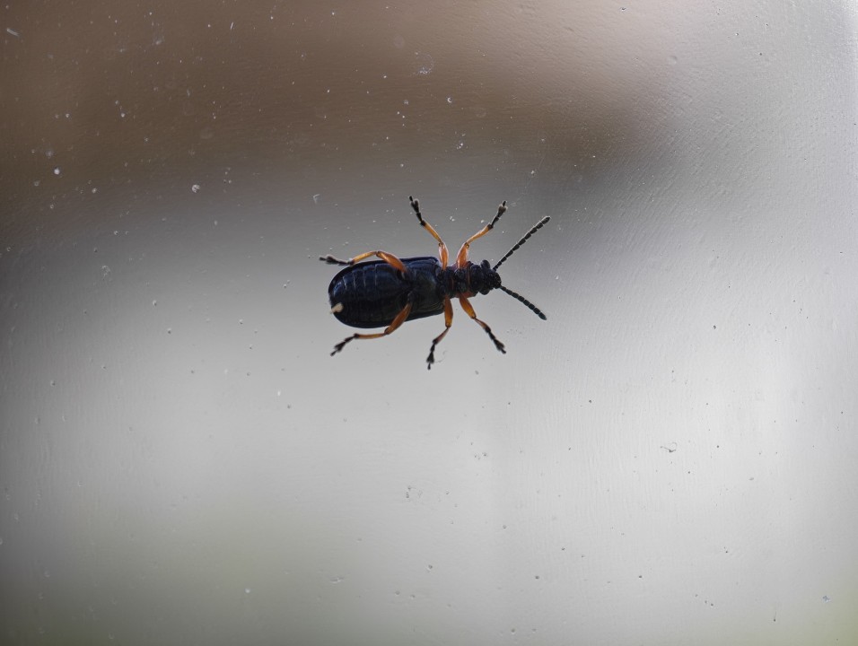 Honor Magic 8 Pro Kamera Makro