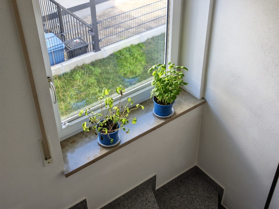 Honor Magic 8 Pro Kamera Haupt Digitalzoom