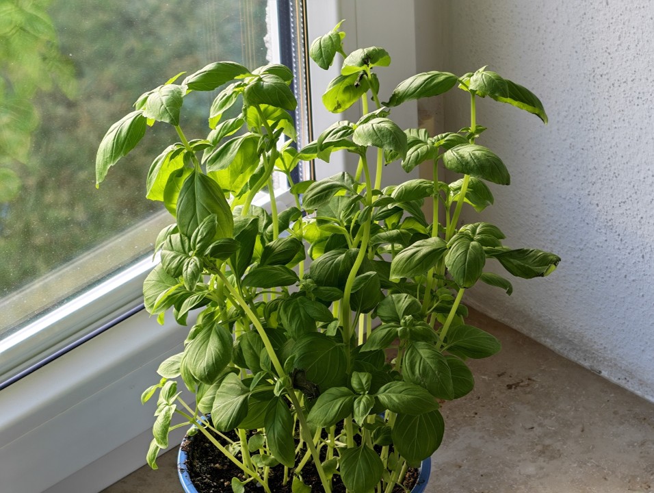 Honor Magic 8 Pro Kamera Tele Digitalzoom