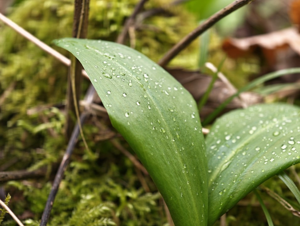 Honor Magic 8 Pro Kamera Tele Tag 12MP