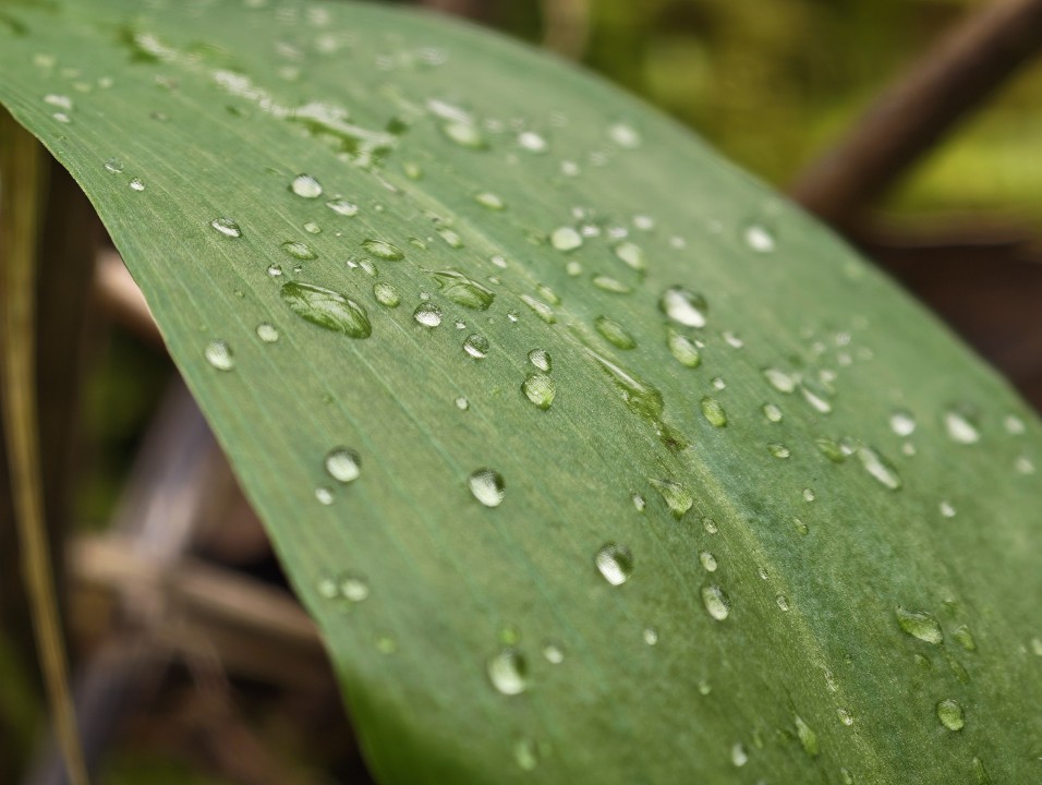 Honor Magic 8 Pro Kamera Tele Digitalzoom