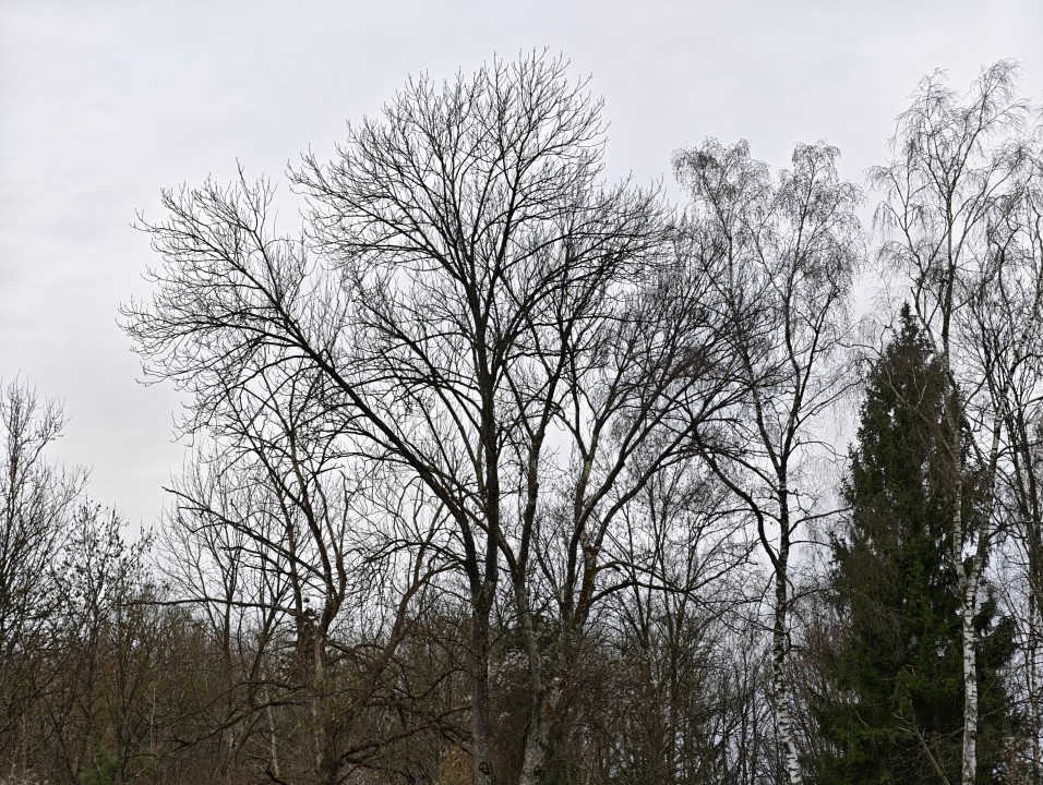 Honor Magic 8 Pro Kamera Tele Tag 12MP