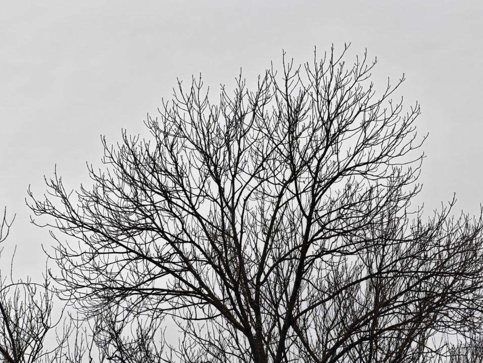 Honor Magic 8 Pro Kamera Tele Digitalzoom