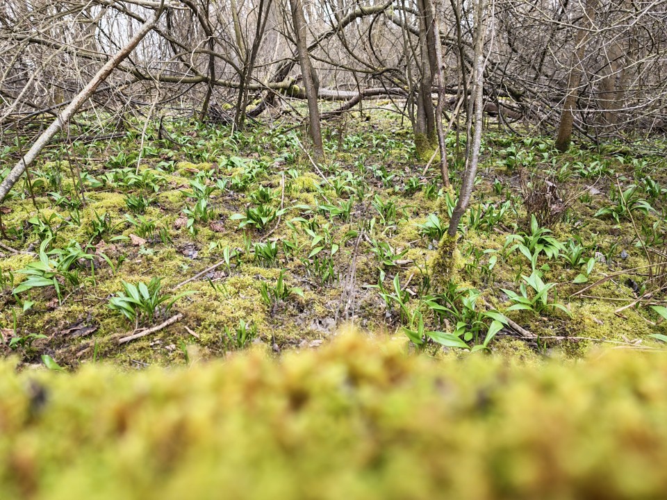 Honor Magic 8 Pro Kamera Haupt Tag 12MP