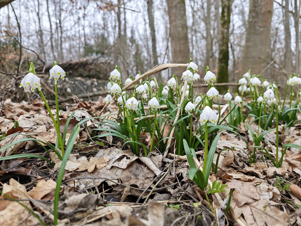 Honor Magic 8 Pro Kamera Haupt Tag 12MP