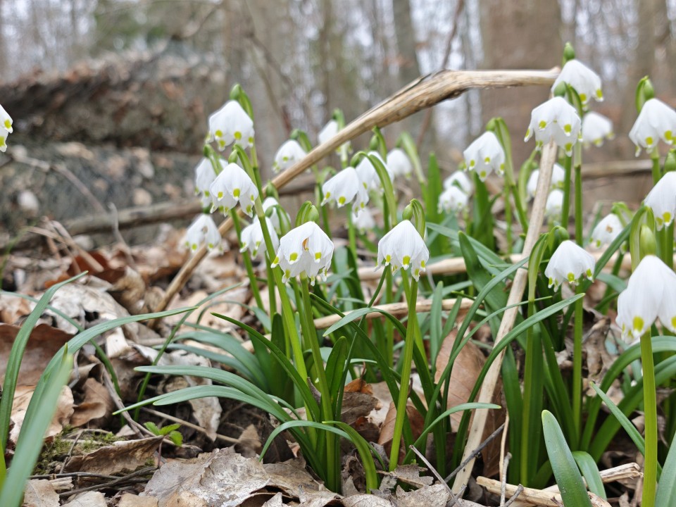 Honor Magic 8 Pro Kamera Haupt Digitalzoom