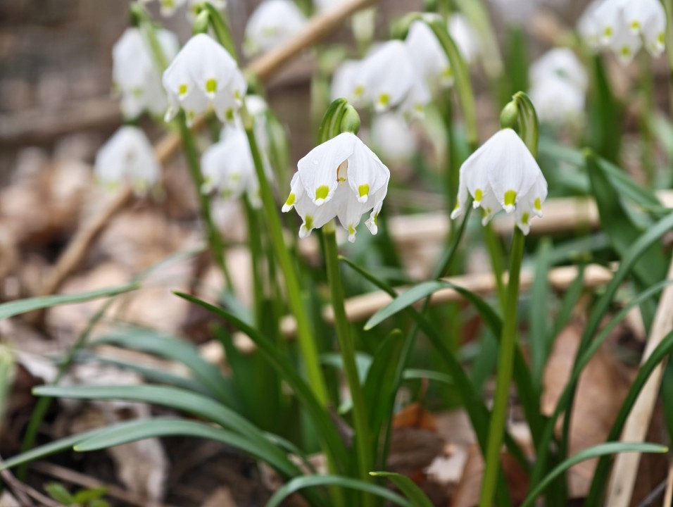 Honor Magic 8 Pro Kamera Tele Tag 12MP