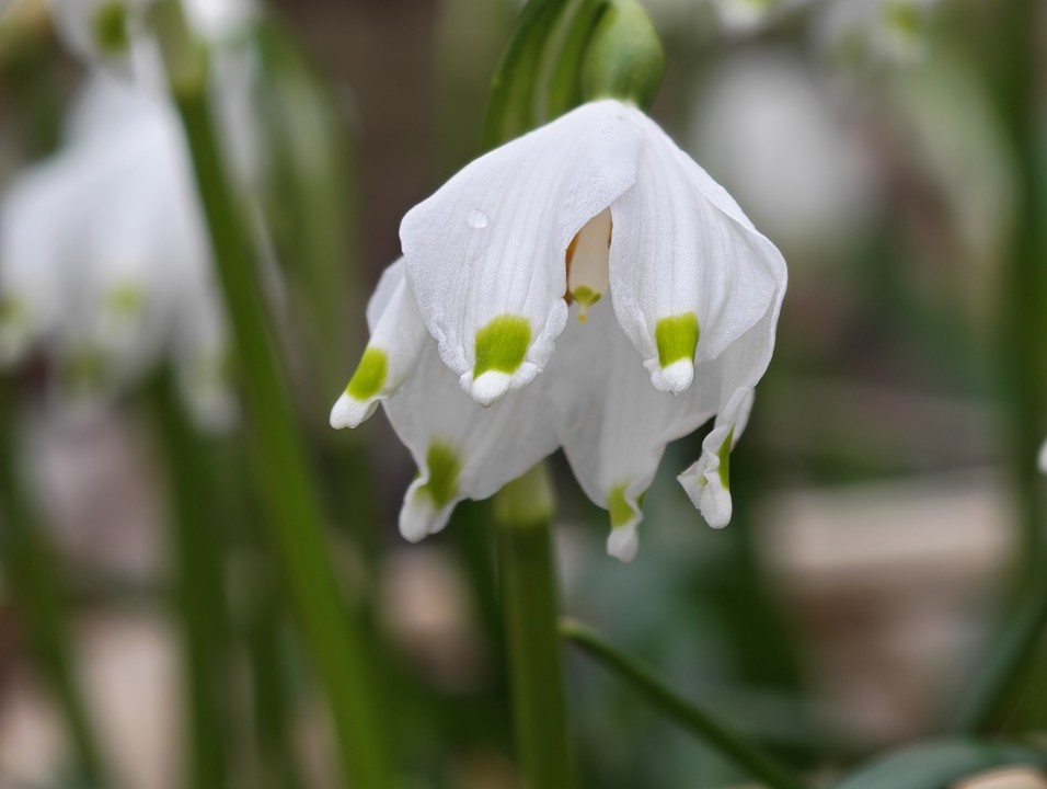 Honor Magic 8 Pro Kamera Tele Digitalzoom