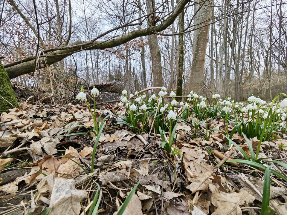 Honor Magic 8 Pro Kamera Ultrawide Tag 12MP