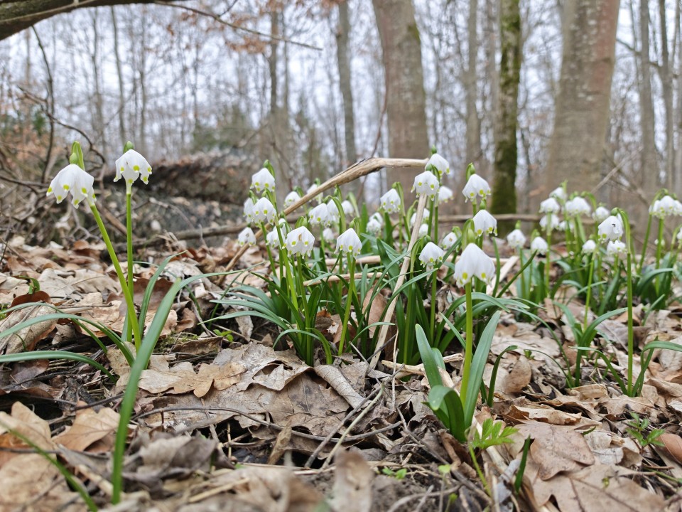 Honor Magic 8 Pro Kamera Haupt Tag 50MP