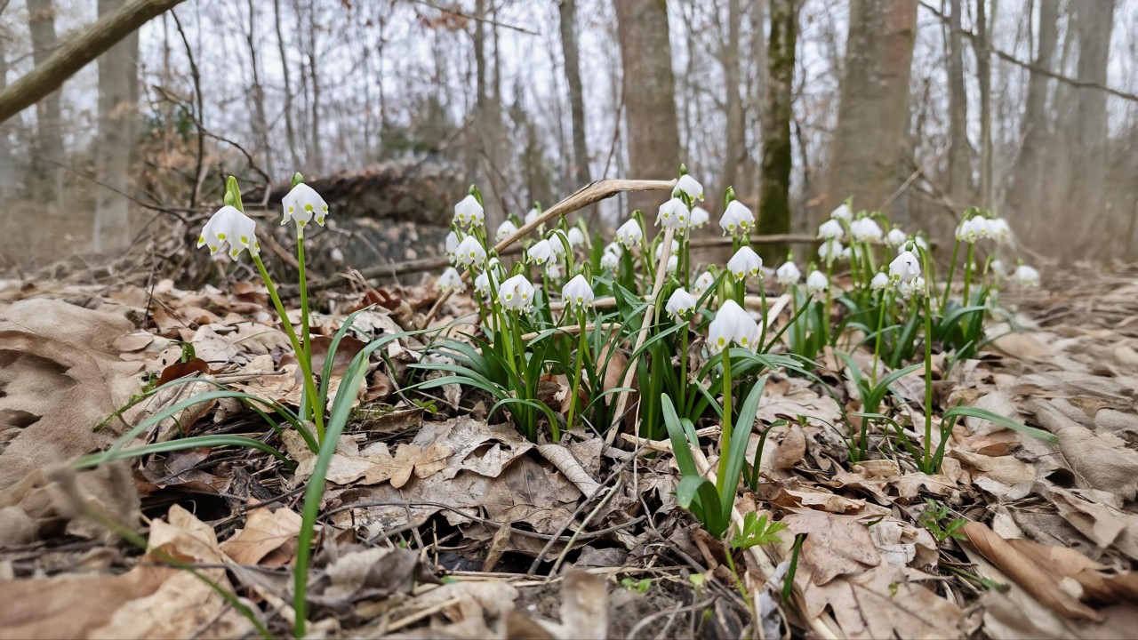 Honor Magic 8 Pro Kamera KI Erweiterung