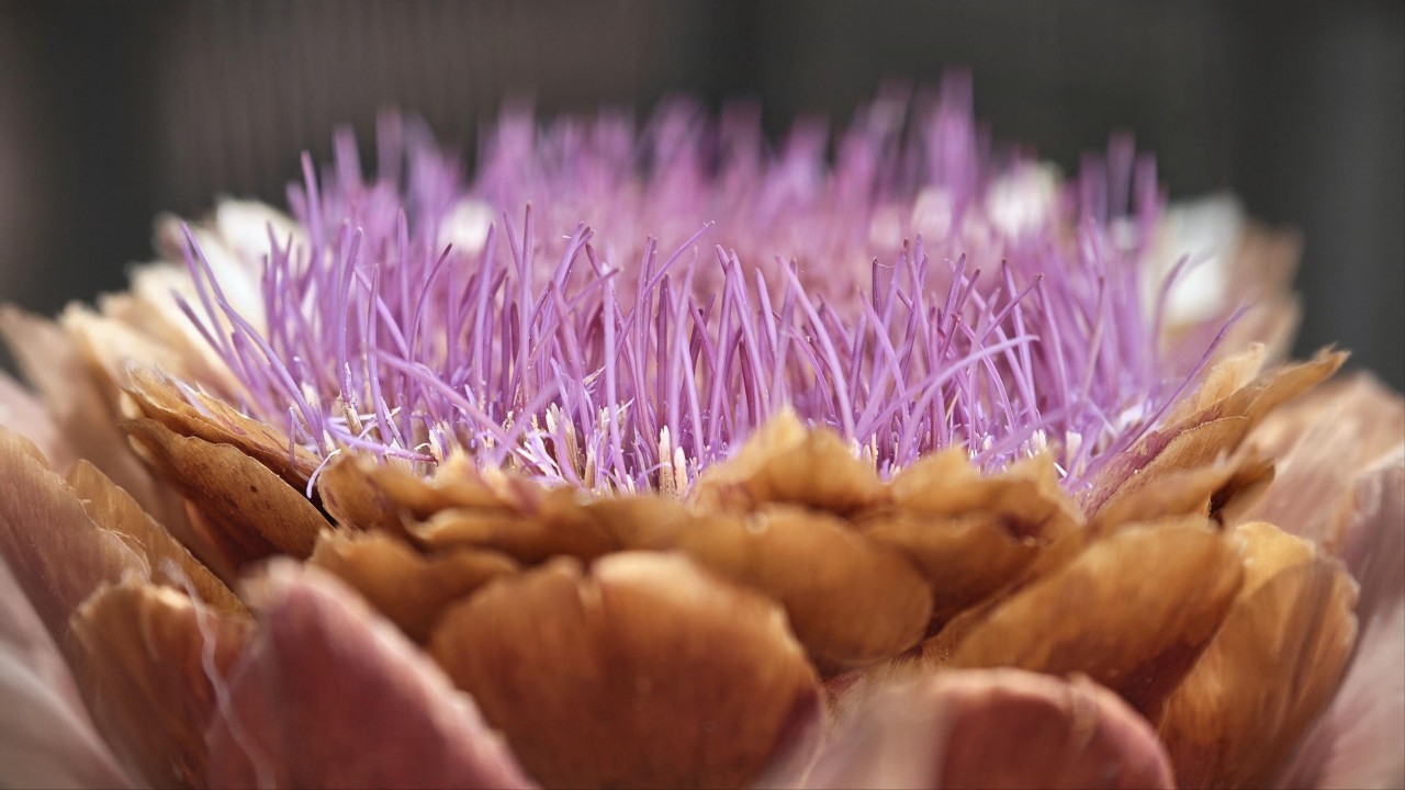 Honor Magic 8 Pro Kamera KI Erweiterung