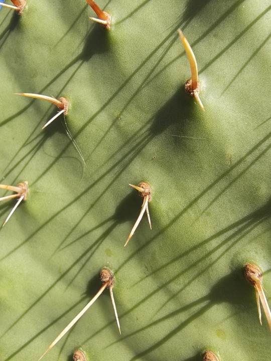 Motorola Razr Fold Kamera Sample