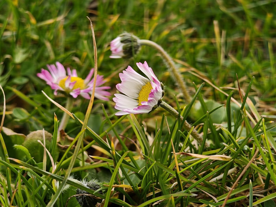 Poco F8 Ultra Kamera Makro