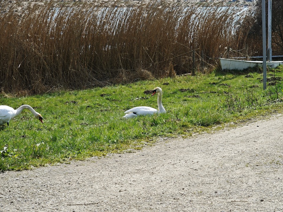 Poco F8 Ultra Kamera Tele 12MP Standard