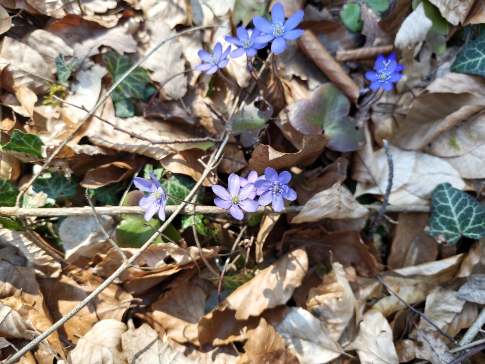 Poco F8 Ultra Kamera Haupt 50MP