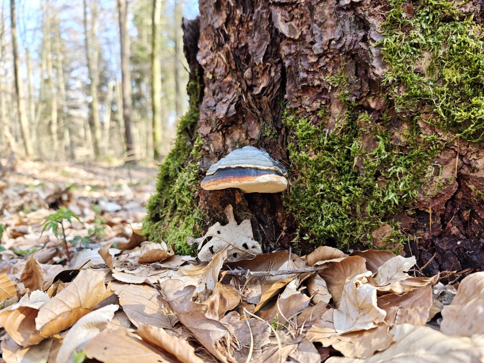 Poco F8 Ultra Kamera Haupt 12MP Standard