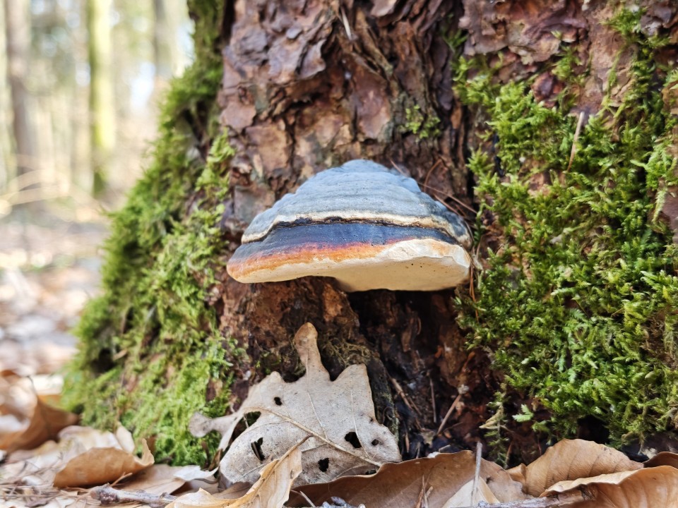 Poco F8 Ultra Kamera Haupt Digitalzoom