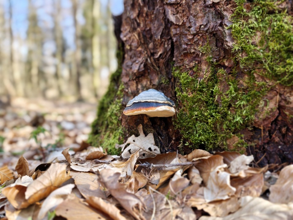 Poco F8 Ultra Kamera Portrait