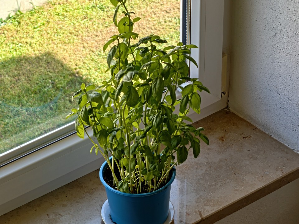 Honor Magic 8 Pro Air Kamera Tele Digitalzoom