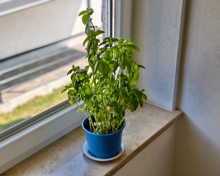 Honor Magic 8 Pro Air Kamera Portrait